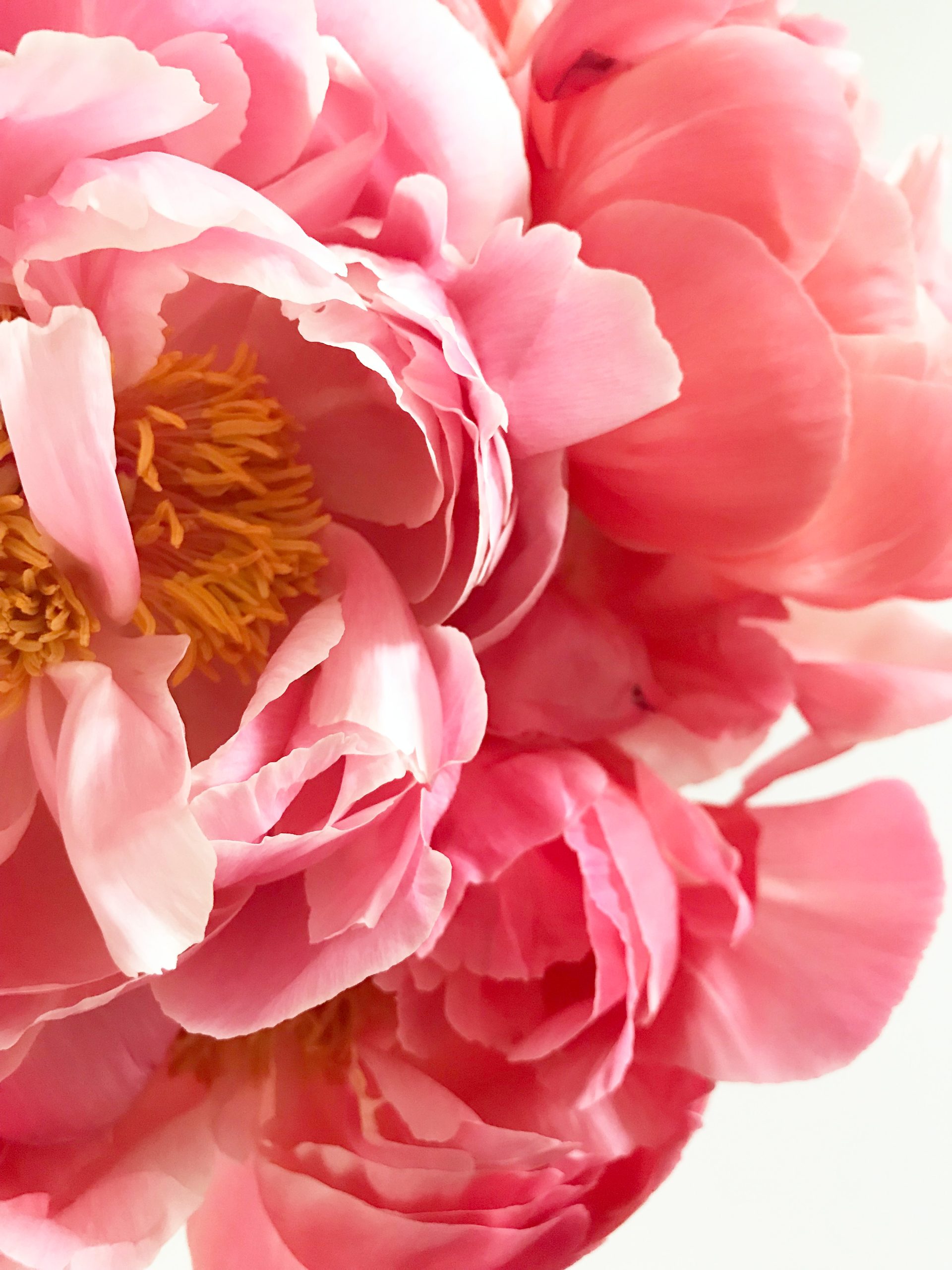 This is the same flower titled Peony. The colorway was so stunning and organic. I am happy to share it with you. xo, Rebecca
